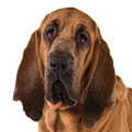 Bloodhound