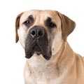 Boerboel