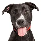 Borador