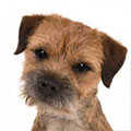 Border Terrier