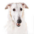 Borzoi