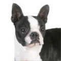 Boston Terrier