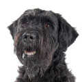 Bouvier des Flandres