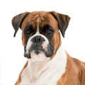 Boxer