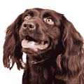 Boykin Spaniel