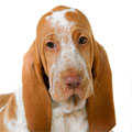 Bracco Italiano