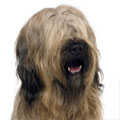 Briard