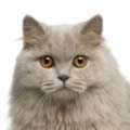 British Longhair