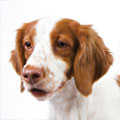 Brittany Spaniel