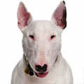 Bull Terrier