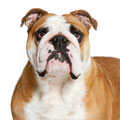English Bulldog