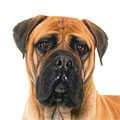 Bullmastiff