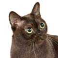Burmese