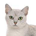 Burmilla