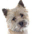 Cairn Terrier