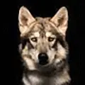 Caledonian wolfalike