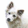 Canadian Eskimo Dog