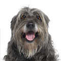 Catalan Sheepdog