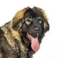Caucasian Shepherd Dog