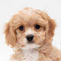 Cavachon