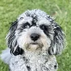 Cavapoochon