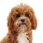Cavapoo