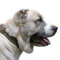 Central Asian Shepherd