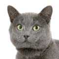 Chartreux