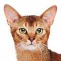 Chausie