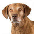 Chesapeake Bay Retriever
