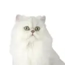 Chinchilla