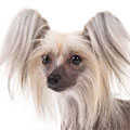 Chinese Crested