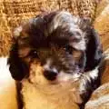Chipoo