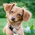 Chiweenie