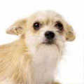 Chorkie
