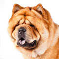 Chow Chow