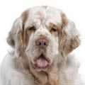 Clumber Spaniel