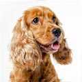  Cocker Spaniel
