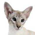 Colorpoint Shorthair