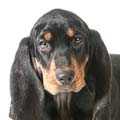 Coonhound