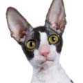 Cornish Rex