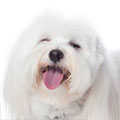 Coton de Tulear