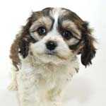 Mixed Breed