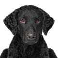 Curly Coated Retriever