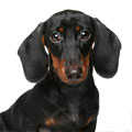 Dachshund