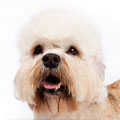 Dandie Dinmont Terrier