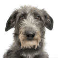 Deerhound
