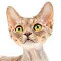 Devon Rex
