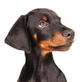 Dobermann