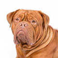Dogue de Bordeaux